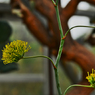 雷神の花１