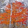 紅一点の煌き