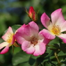 神代植物公園の花達-薔薇・ロングアイランド