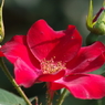 神代植物公園の花達-薔薇・かざぐるま