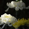 OLD LENS  菊花展