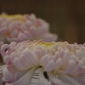 OLD LENS  菊花展　Ⅱ