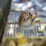 食事に夢中