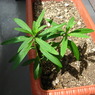 雑草