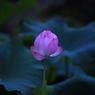 蓮の花（つぼみ）
