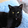 黒猫にレフ板