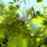 greenage