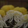 OLD LENS  菊