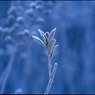 霜の花２