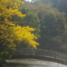 OLD LENS  黄葉　Ⅱ