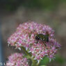 Elmar 50mm F3.5 DOOGS