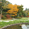 紅葉の日本庭園36