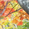 紅葉の日本庭園39