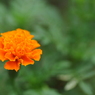 お花