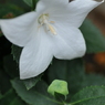 お花