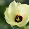 オクラの花