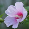 お花