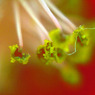 2〜３mmの華の世界 その１