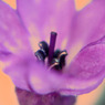 2〜３mmの華の世界 その2