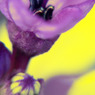 2〜３mmの華の世界 その３