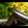 屋根と紅葉2