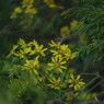 OLD LENS  ツワブキ