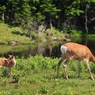 Wild parent and child