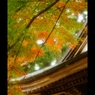 屋根と紅葉3