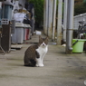 ご近所猫