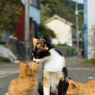 しあわせ家族