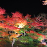 夜の紅葉狩りー①