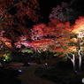 夜の紅葉狩りー②
