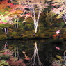 夜の紅葉狩りー④