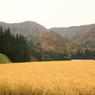 山の田の秋