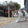 出会い頭(#^.^#)