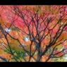 2017秋彩14