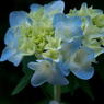 紫陽花　神戸市立森林植物園