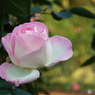 新宿御苑・秋薔薇1