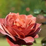新宿御苑・秋薔薇2