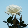 新宿御苑・秋薔薇4