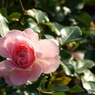 新宿御苑・秋薔薇5