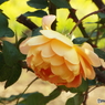 新宿御苑・秋薔薇10
