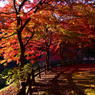 秩父の紅葉