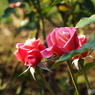 新宿御苑・秋薔薇14