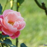 新宿御苑・秋薔薇15