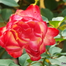 新宿御苑・秋薔薇16