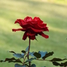 新宿御苑・秋薔薇19