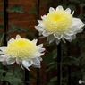 新宿御苑菊花壇展24