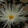 新宿御苑菊花壇展25