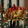 新宿御苑菊花壇展27
